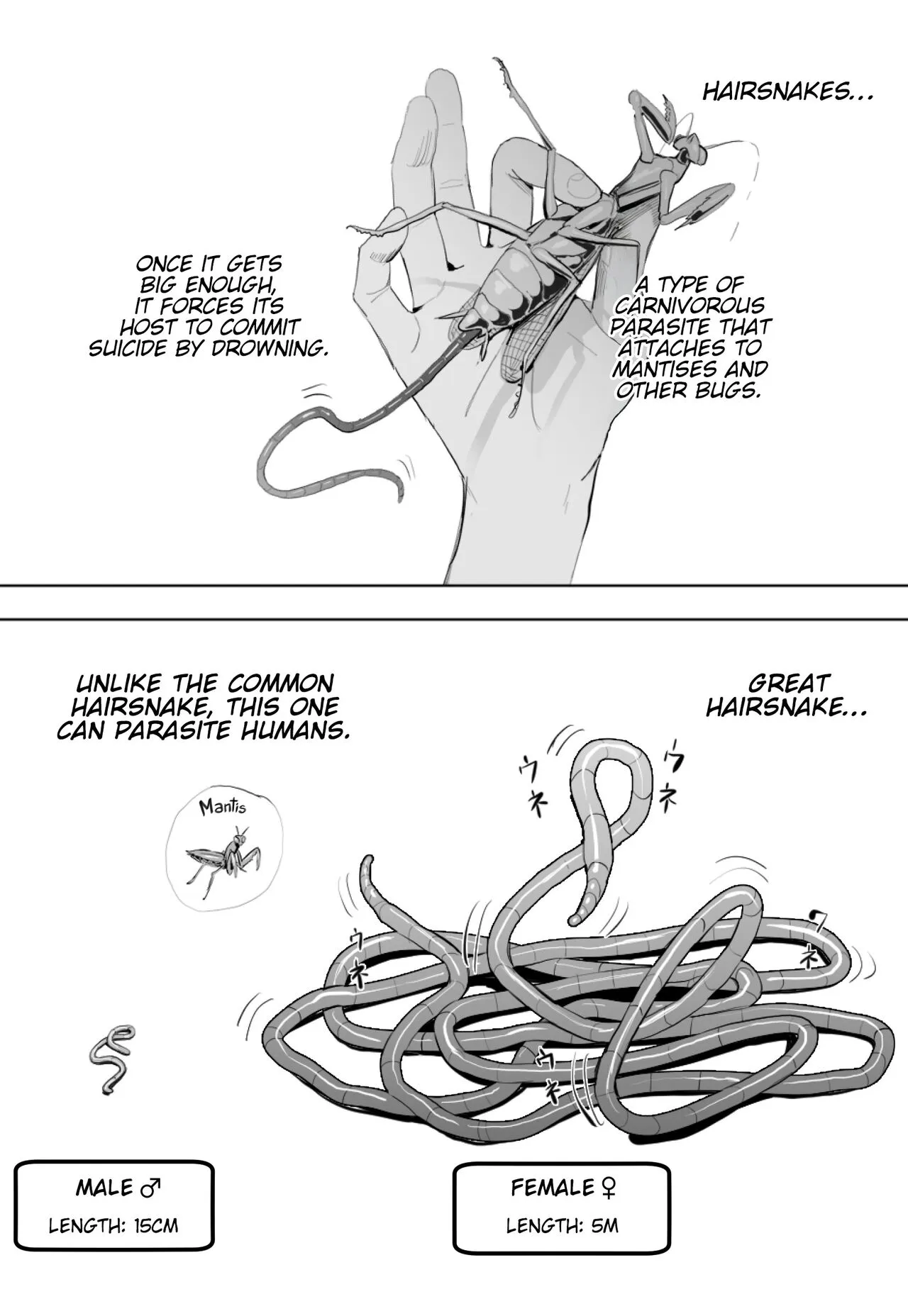 Oohariganemushi No Seitai
